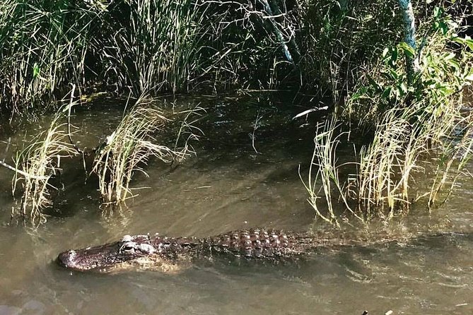 Everglades Small-Group Tour from Miami with Transportation - On the water for 50 to 60 minutes