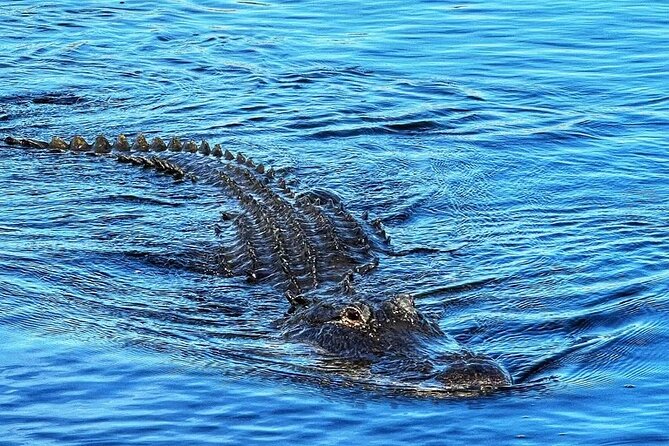 Everglades Small-Group Tour from Miami with Transportation - Miami pickup: useful, but not fully predictable