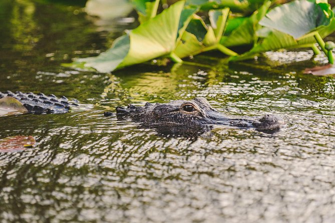 Everglades VIP Airboat Tour with Transportation Included - Wildlife sightings and the role of weather