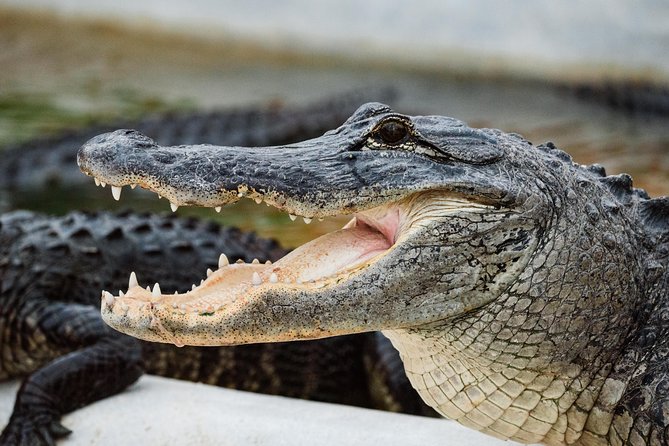 Everglades VIP Airboat Tour with Transportation Included - The alligator show: a useful warning