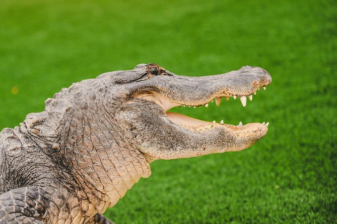 Everglades VIP Airboat Tour with Transportation Included - What the four-hour outing really includes
