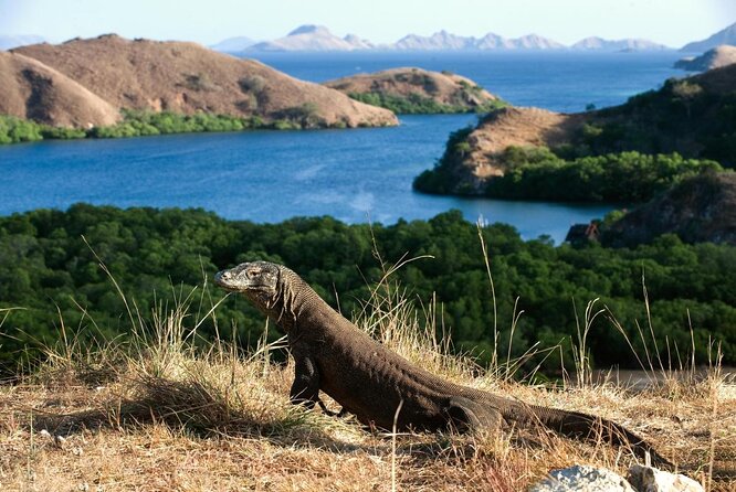 Exclusive Early Bird Komodo Tour: Beat the Crowds by Speed Boat - What makes this Komodo day worth considering