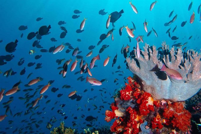 Exclusive Early Bird Komodo Tour: Beat the Crowds by Speed Boat - Siaba Island and the final water stop