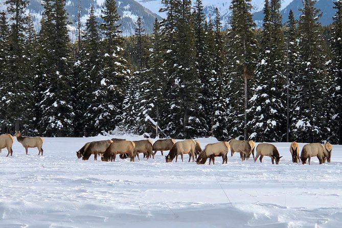 Experience Banff & Lake Louise | Moraine - PRIVATE DAY TOUR - Lake Louise, the first major stop
