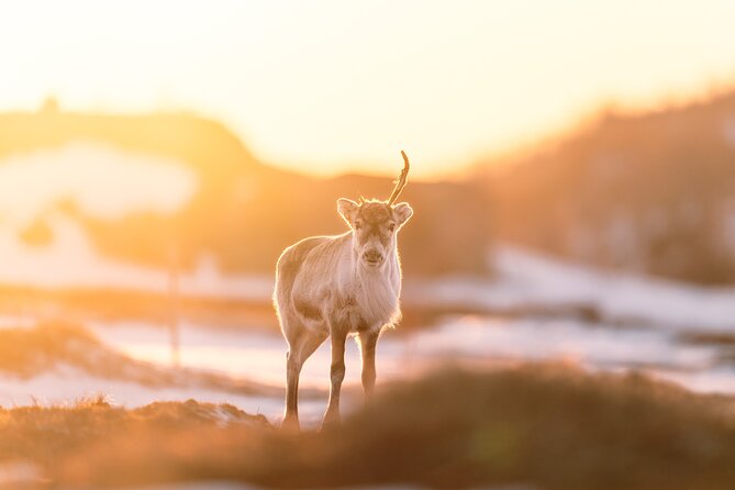 Explore the Norwegian Fjords and the Wildlife from Abisko. - From Abisko to the Norwegian border in about 30 minutes