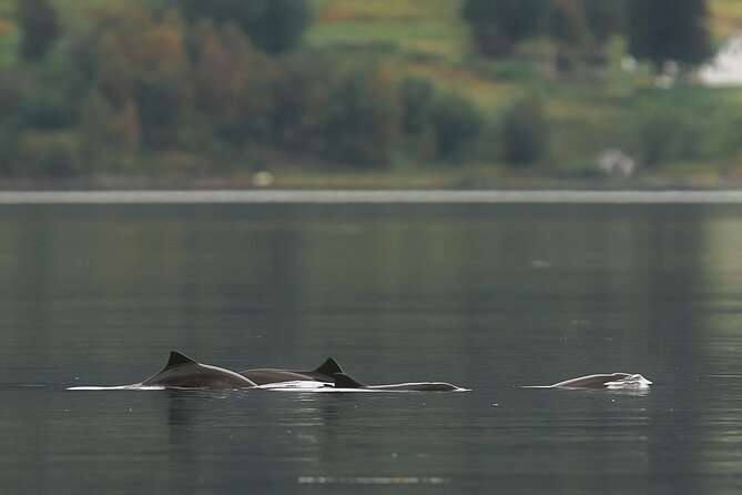 Explore the Norwegian Fjords and the Wildlife from Abisko. - Uncrowded fjords and four hours of time outside
