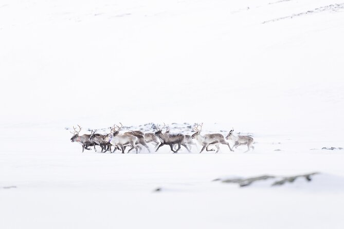 Explore the Norwegian Fjords and the Wildlife from Abisko. - Wildlife targets, from reindeer to porpoises