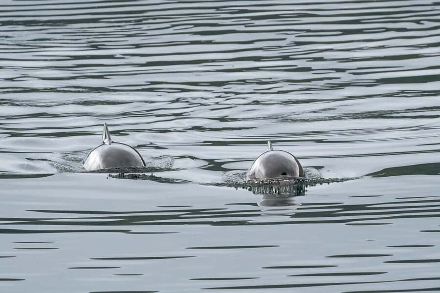 Explore the Norwegian Fjords and the Wildlife from Abisko. - Who will enjoy this Arctic excursion most?