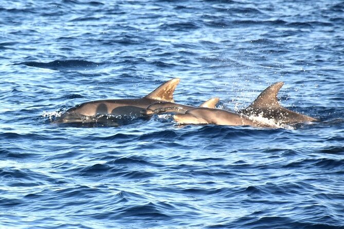 Fantastic DOLPHIN & SUNSET TOUR with dinner ( Pula-NP BRIJUNI ) - Seeing all 14 Brijuni Islands from the sea