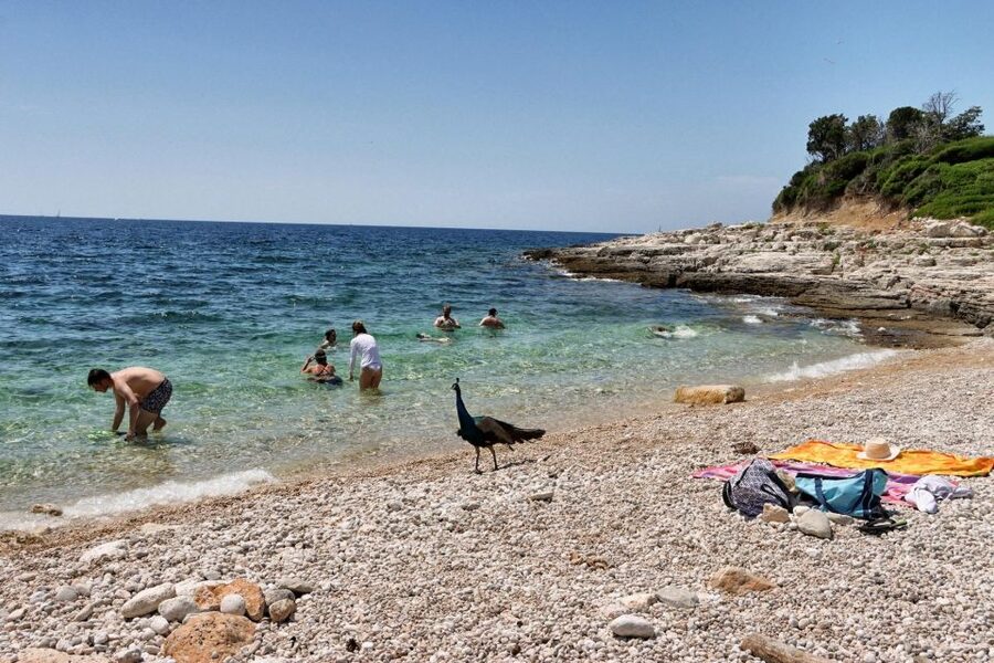 Fazana: Brijuni National Park Scenic Boat Tour & Swimming - What the $41 price gets you