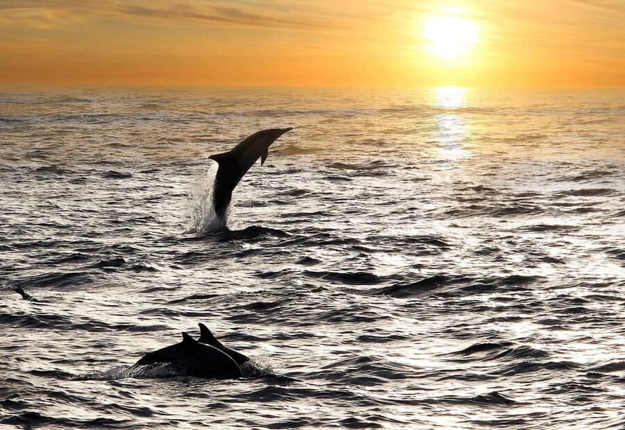 Fazana: Dolphin Finder in Brijuni islands Safari with Dinner - Looking for bottlenose dolphins near Brijuni