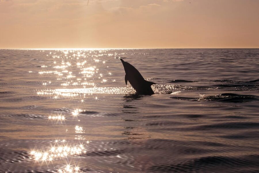 Fazana: Dolphin Finder in Brijuni islands Safari with Dinner - Sunset views from the Adriatic