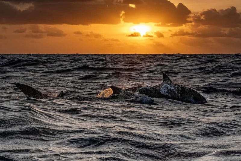 Fazana: Dolphin Finder in Brijuni islands Safari with Dinner - Who will enjoy this cruise most