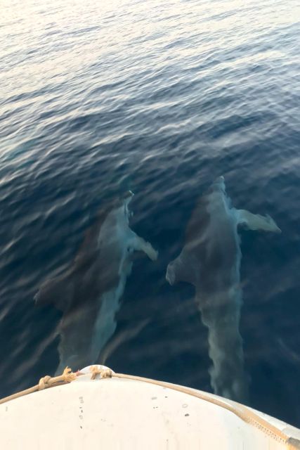 Fazana: dolphin safari and sightseeing in Brijuni at sunset - Should you book the Fazana dolphin safari?