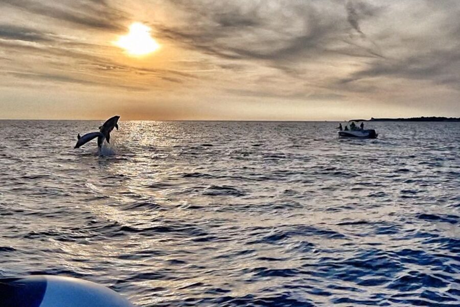 Fazana: dolphin safari and sightseeing in Brijuni at sunset - How the dolphin search works