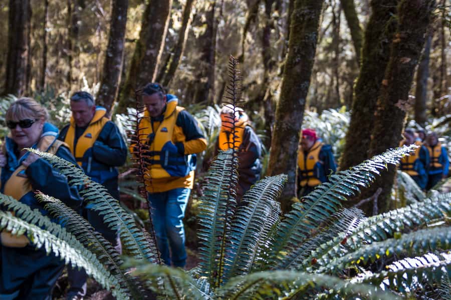 Fiordland: Jet Boat & Nature Walk Experience from Te Anau - What the guide adds to the two hours