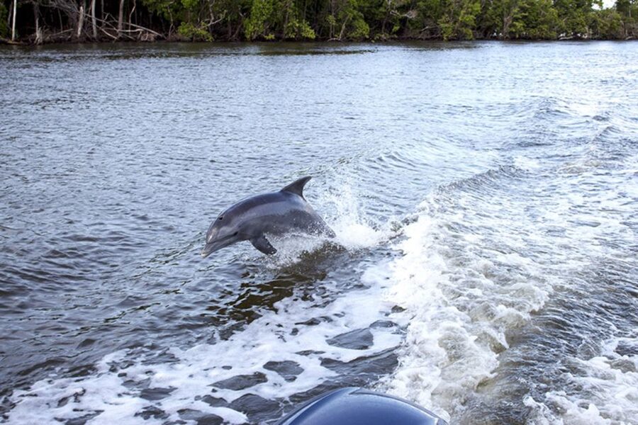Flamingo Marina: Backcountry Boat Tour of the Everglades - Toward Whitewater Bay