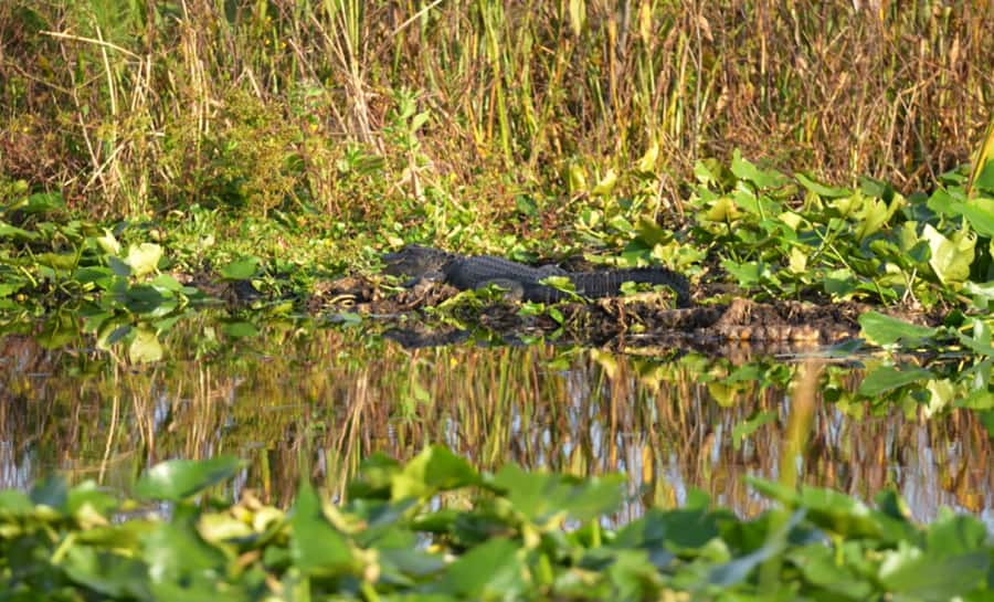 Florida: 90 Minute Everglades Cruise - Key points to know before booking