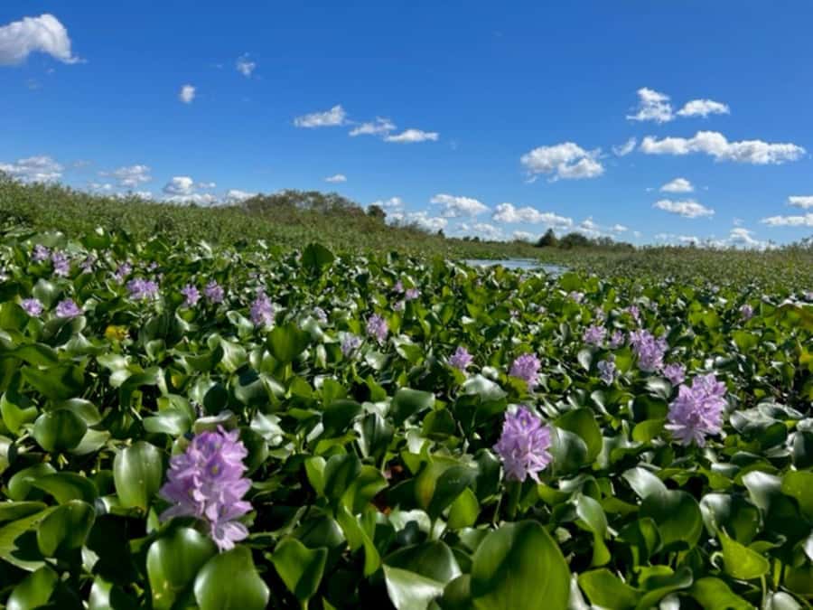 Florida: 90 Minute Everglades Cruise - Learning from Captain Chris and Yvette