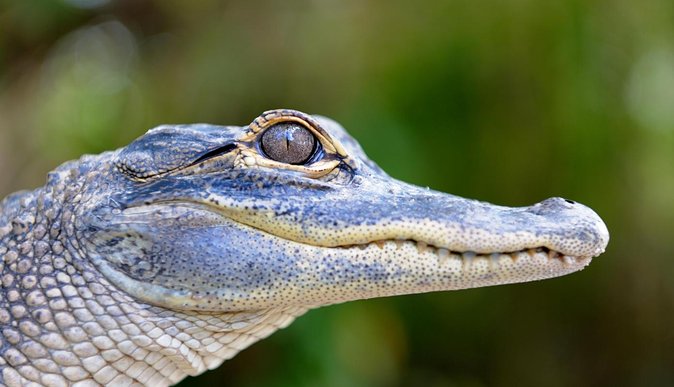 Florida Everglades Airboat Tour and Wild Florida Admission with Optional Lunch - Lunch, alligator photos, and the half-day upgrade