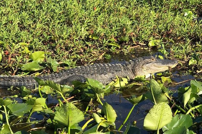 Florida Everglades Airboat Tour and Wild Florida Admission with Optional Lunch - Choosing between the 30-minute and one-hour ride