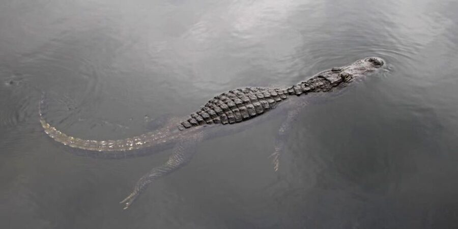 Fort Lauderdale: Everglades Express Tour with Airboat Ride - Key points at a glance