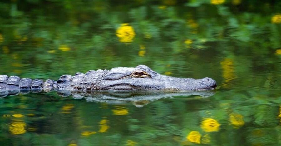 Fort Lauderdale: Everglades Express Tour with Airboat Ride - Wildlife sightings and what you may see
