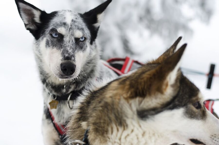 From Abisko: Dog Sledding Excursion to Kiruna with Fika - From Abisko to the dog camp near Kiruna