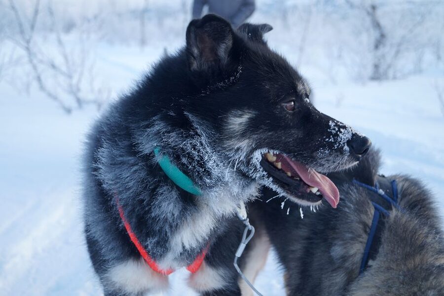 From Abisko: Dog Sledding Excursion to Kiruna with Fika - Fika by a fire in the Arctic camp