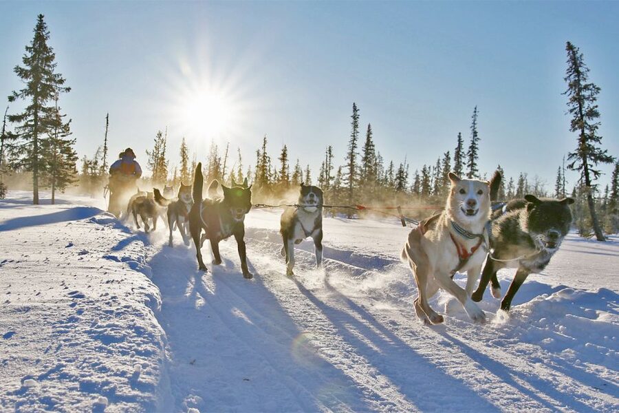 From Abisko: Dog Sledding Excursion to Kiruna with Fika - Who will enjoy this most?