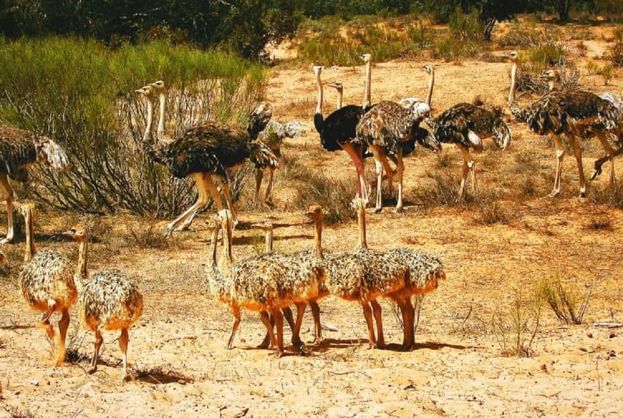 From Agadir: Souss-Massa National Park Tour with Lunch - The museum and the park’s rare species