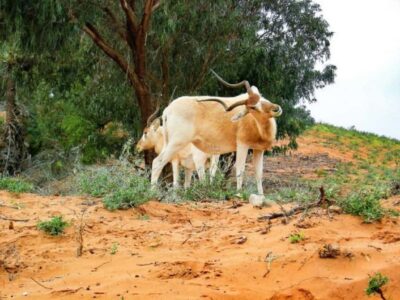 From Agadir: Souss-Massa National Park Tour with Lunch