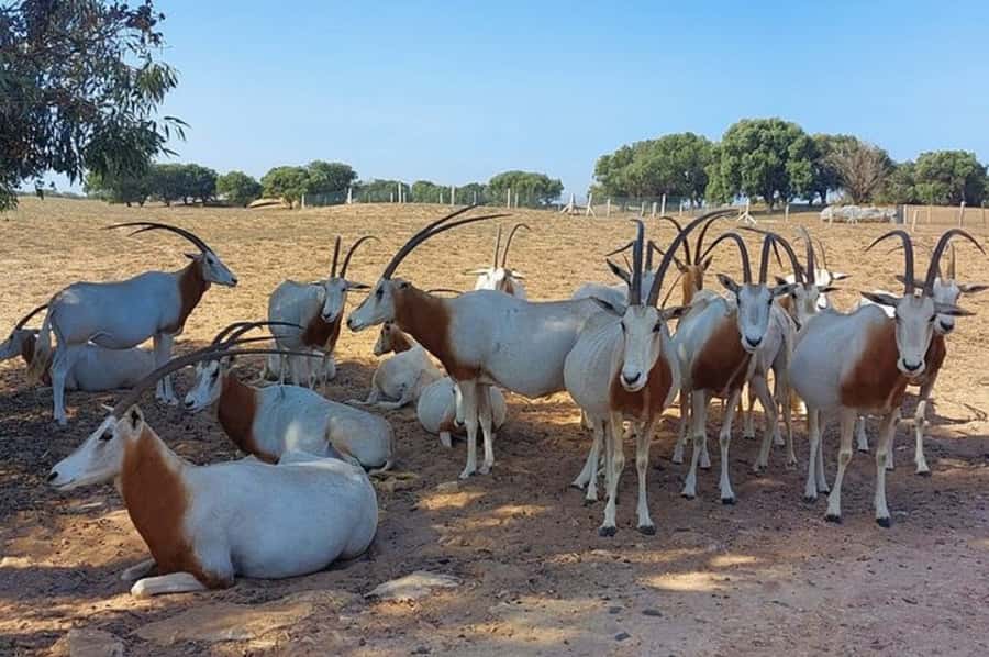 From Agadir: Souss-Massa National Park Tour with Lunch - The 4WD wildlife drive