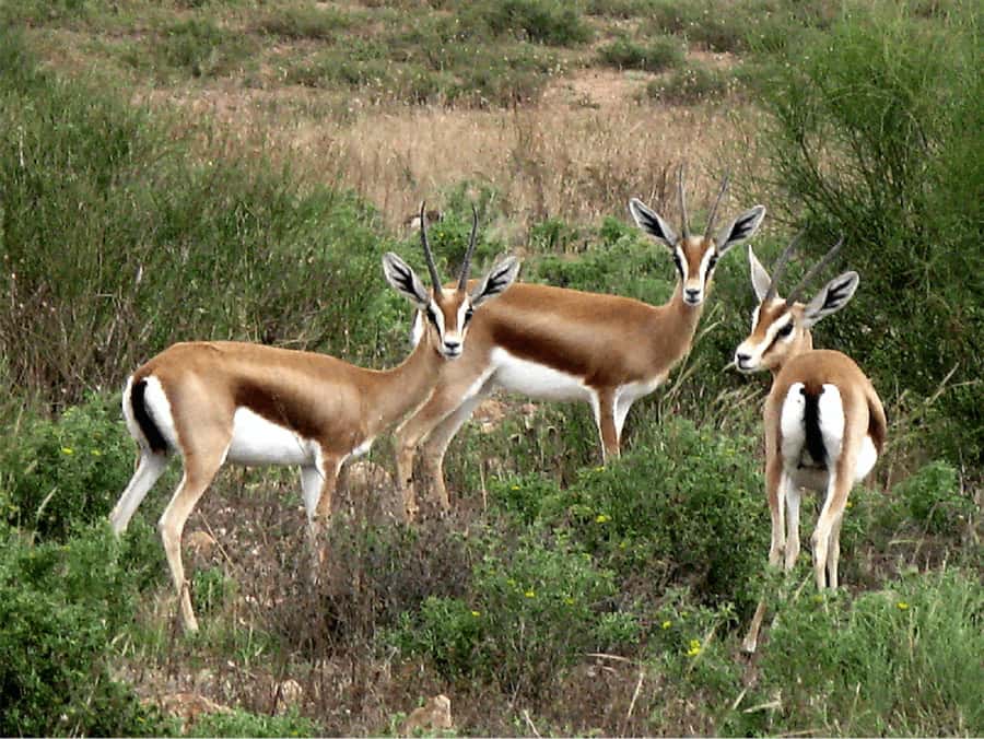 From Agadir: Souss-Massa National Park Tour with Lunch - Tifnit, pottery, and local life