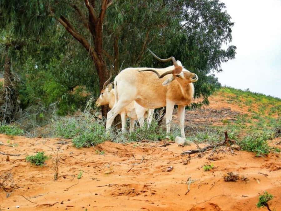 From Agadir: Souss-Massa National Park Tour with Lunch - Leaving Agadir and reaching the park