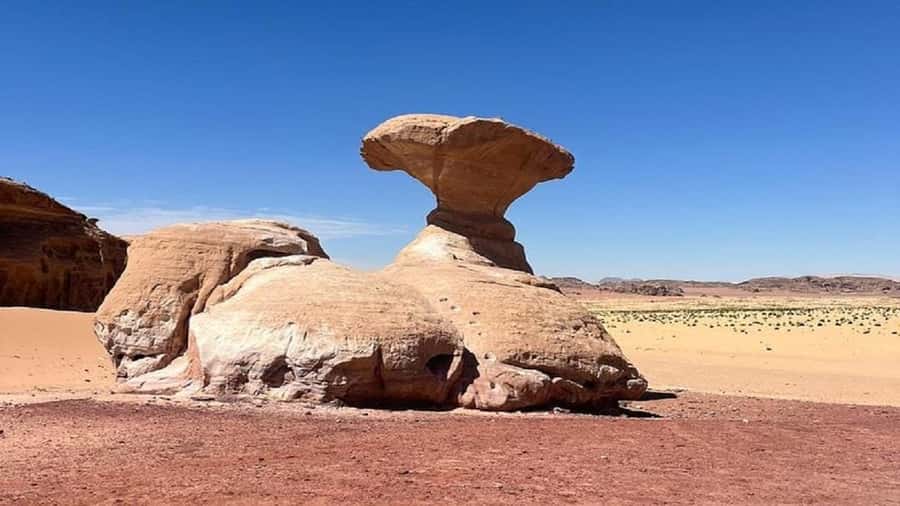 From Amman: Petra & Wadi Rum Private or group Day Tour - What the day really feels like