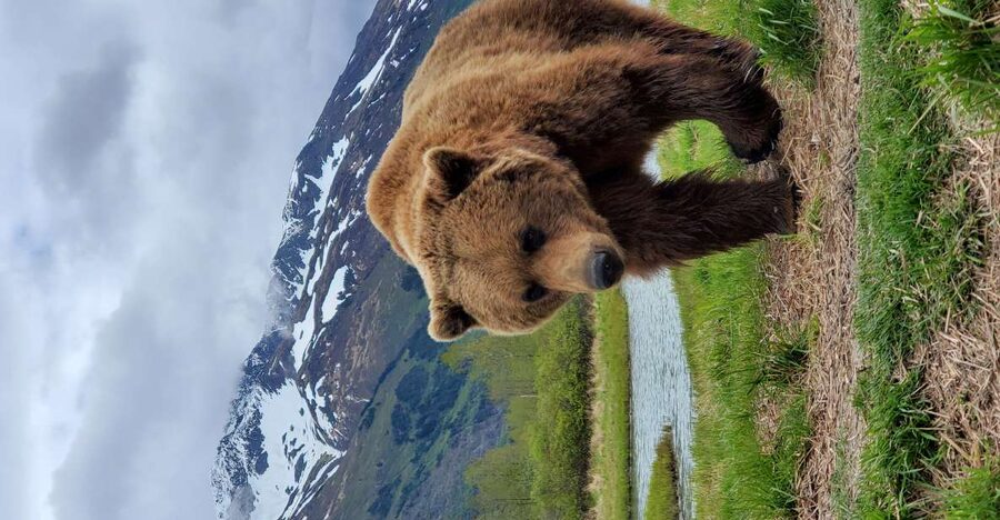 From Anchorage: Wilderness, Wildlife, & Glacier Experience - Key points at a glance
