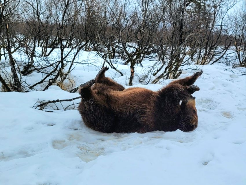 From Anchorage: Wilderness, Wildlife, & Glacier Experience - Who should book this experience