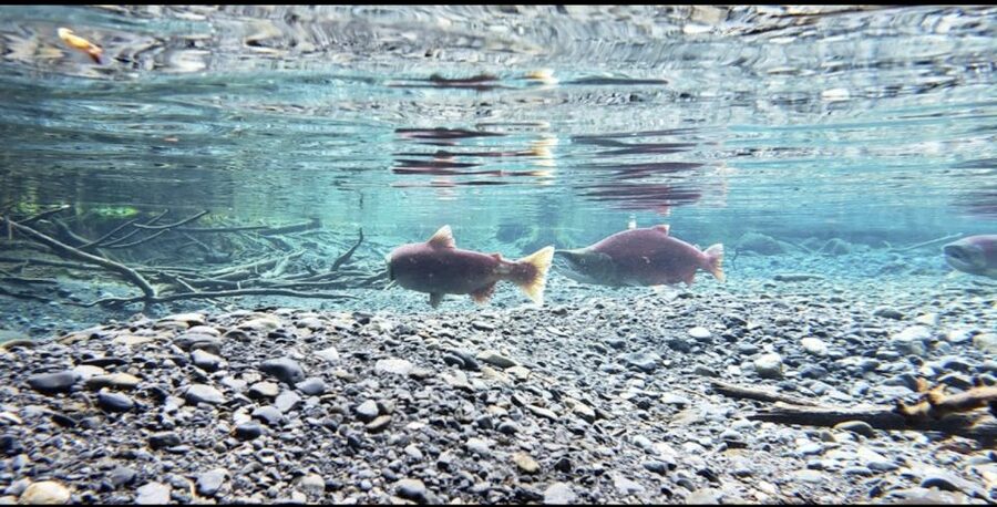 From Anchorage: Wilderness, Wildlife, & Glacier Experience - Guides who shape the day