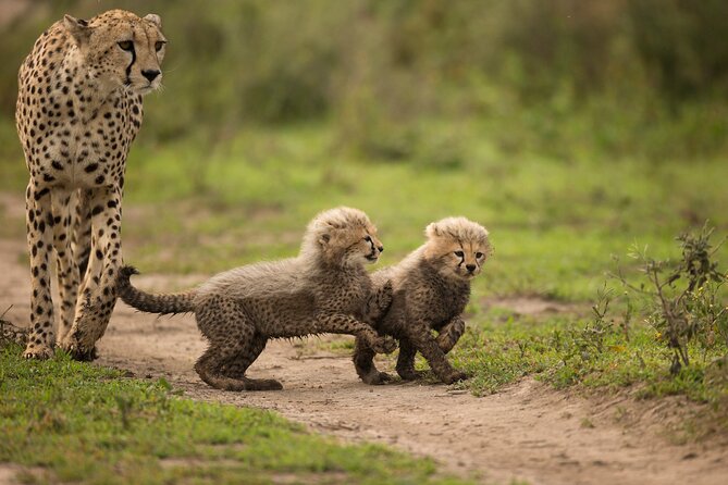 From Arusha: 6 Day Classic Game Drive Serengeti & Ngorongoro - Day 3: A full day around Lake Ndutu