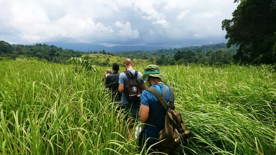 From Bangkok: Khao Yai National Park Jungle Trek with Lunch - Kilometer 30 viewpoint and the Nong Phak Chi trail