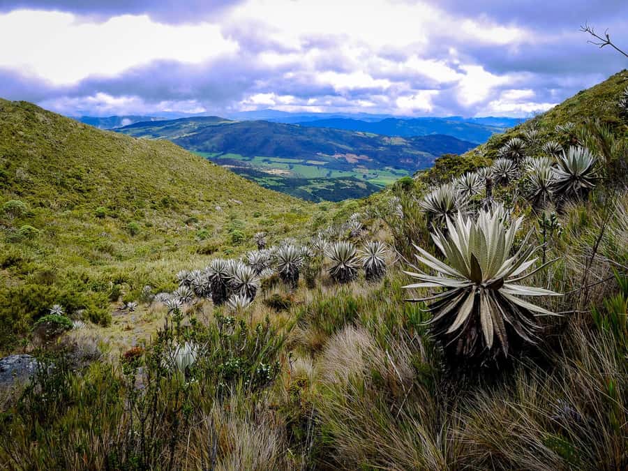 From Bogotá: Chingaza National Park Eco Tour - Entering the park at Piedras Gordas
