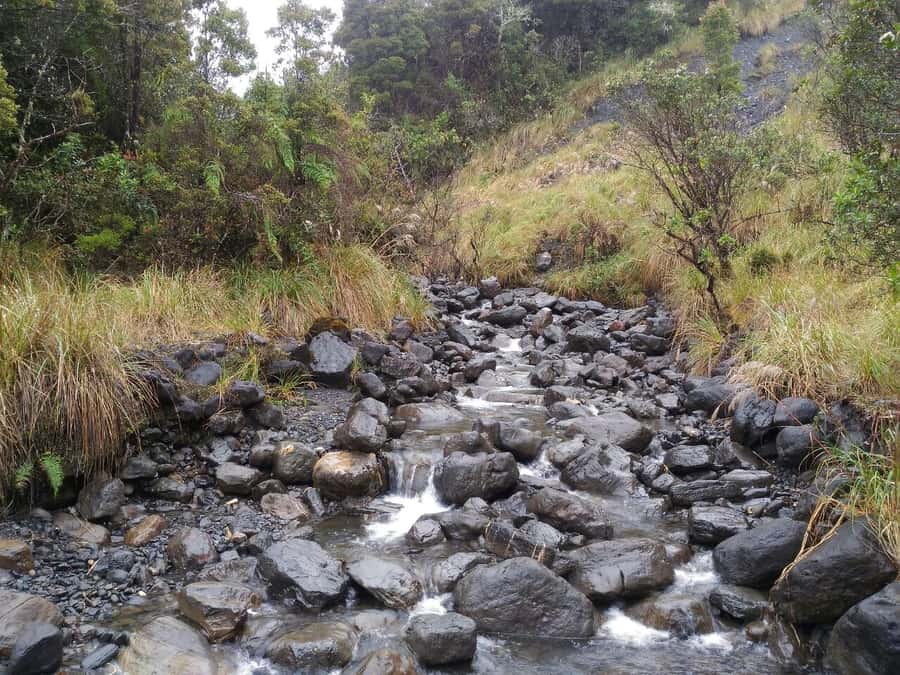 From Bogotá: Chingaza National Park Eco Tour - Wildlife, views, and the value of patience