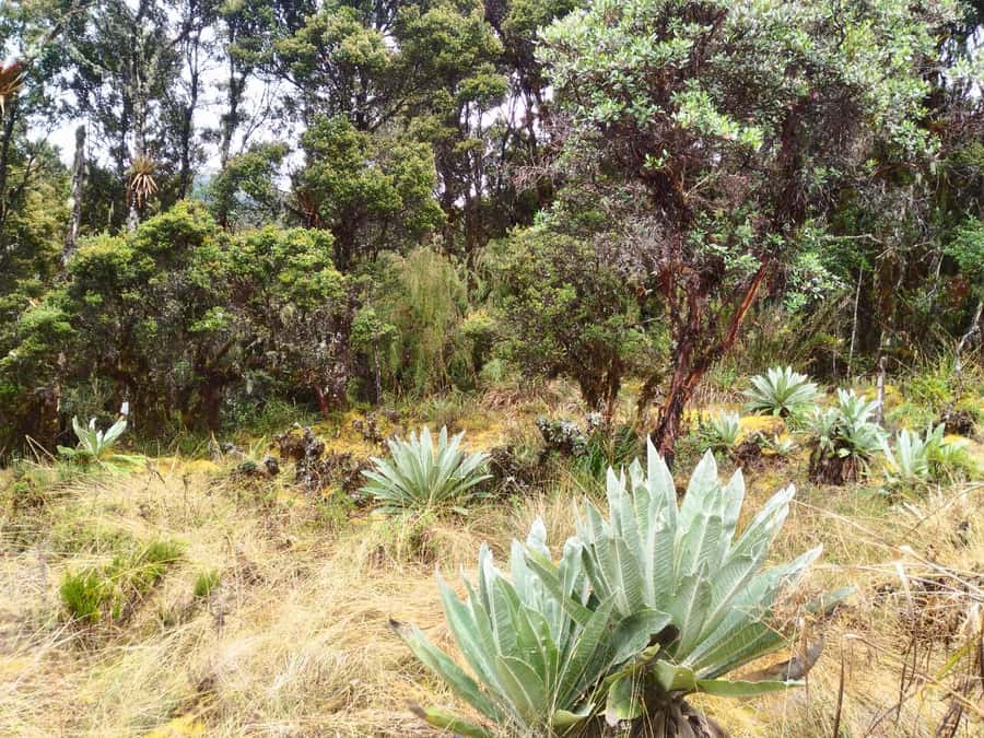 From Bogotá: Chingaza National Park Eco Tour - The return to Bogotá