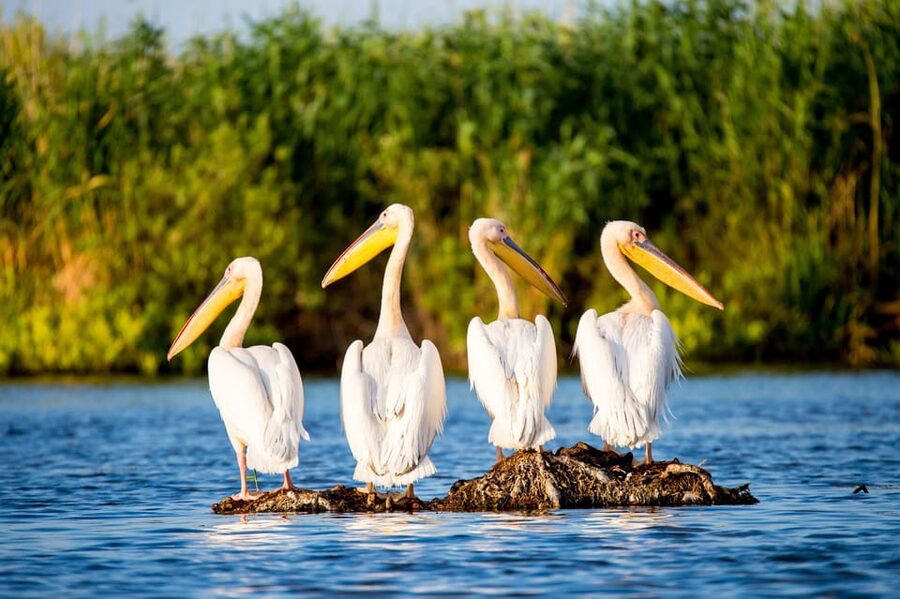 From Bucharest: Day Trip to Danube Delta - The small-group format and English-speaking guide