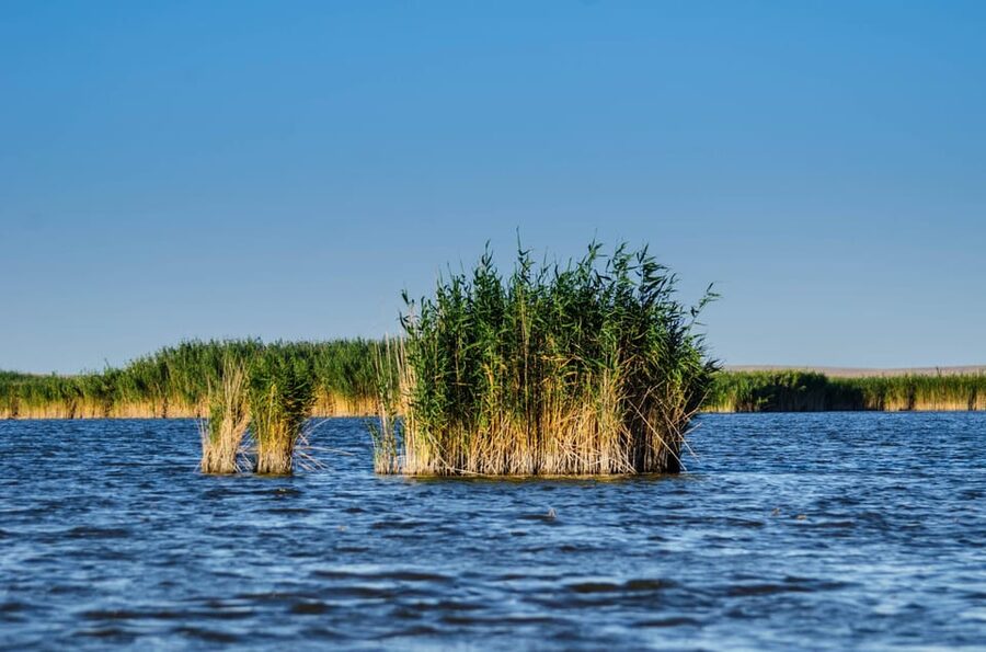 From Bucharest: Day Trip to Danube Delta - Birdwatching among more than 300 species
