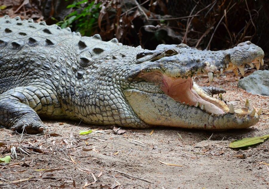 From Cairns: Daintree Wilderness & Cape Tribulation Bus Tour - Cape Tribulation Beach and the meeting of forest and sea