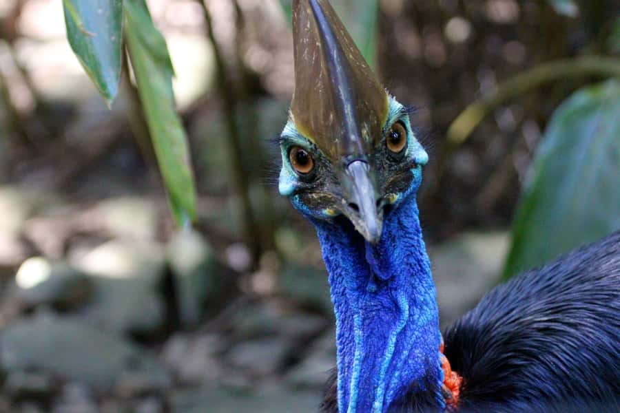 From Cairns: Daintree Wilderness & Cape Tribulation Bus Tour - Alexandra Lookout for the big picture