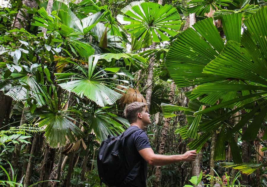 From Cairns: Daintree Wilderness & Cape Tribulation Bus Tour - Lunch, morning tea, and Daintree ice cream