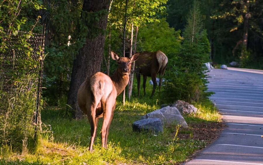 From Calgary/Banff: Moraine Lake & Lake Louise Half-Day Tour - Why this two-lake tour makes sense